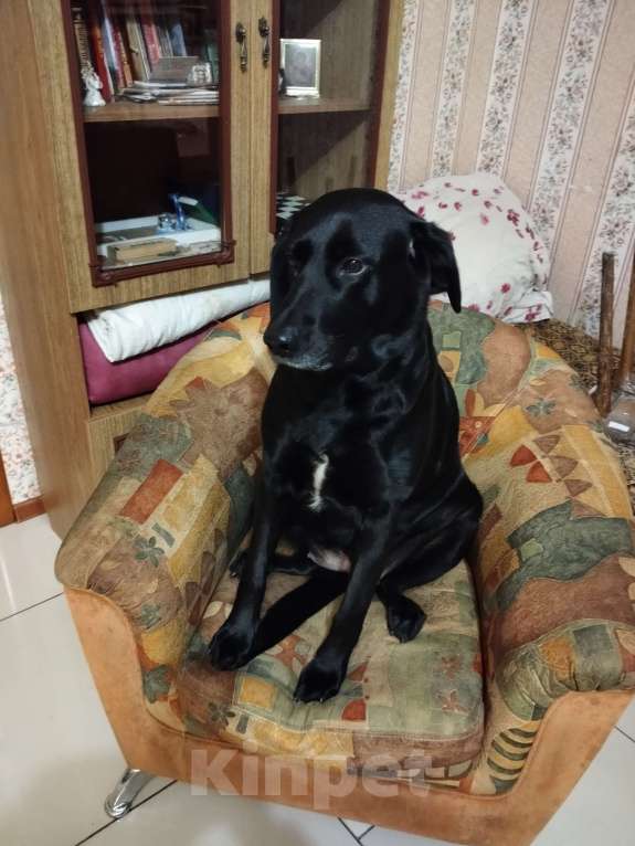 Собаки в Рязани: Отдам в добрые руки Лабрадора Девочка, 1 руб. - фото 1