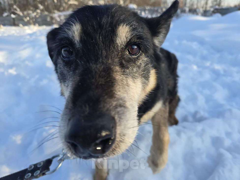 Собаки в Королеве: Нежная, трогательная Агата в поисках дома! Девочка, Бесплатно - фото 9