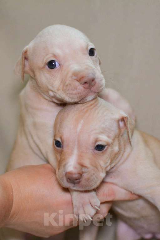 Собаки в Санкт-Петербурге: Продаем Девочка, 29 000 руб. - фото 6