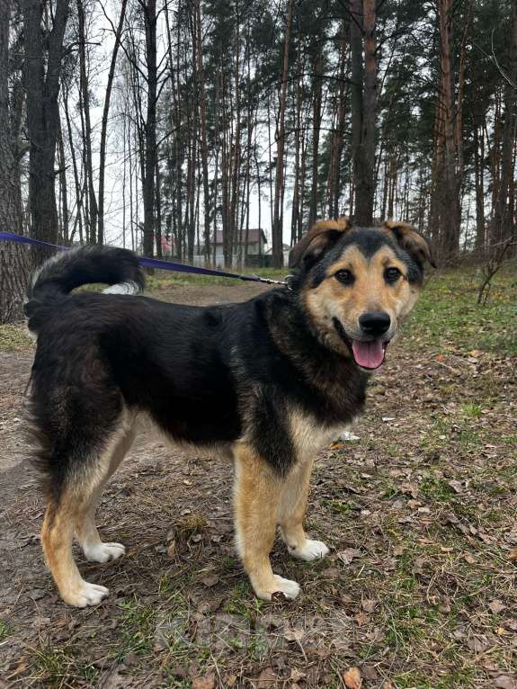 Собаки в Брянске: Мухтар Мальчик, Бесплатно - фото 5