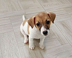 Собаки в Анапе: Щеночки джек Рассел терьер Девочка, 18 000 руб. - фото 2