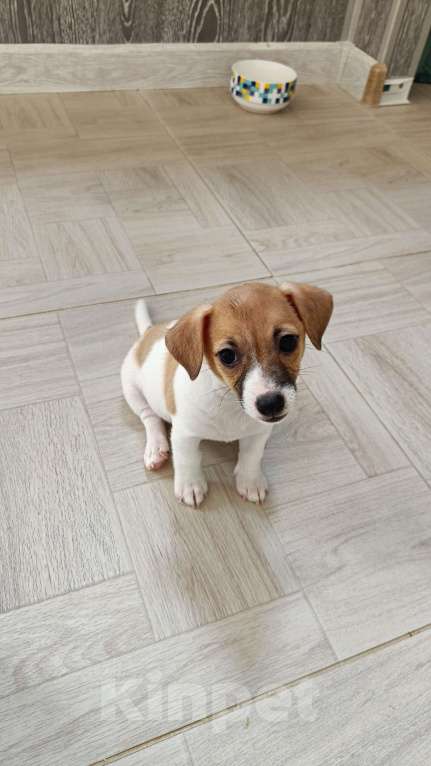 Собаки в Анапе: Щеночки джек Рассел терьер Девочка, 18 000 руб. - фото 2