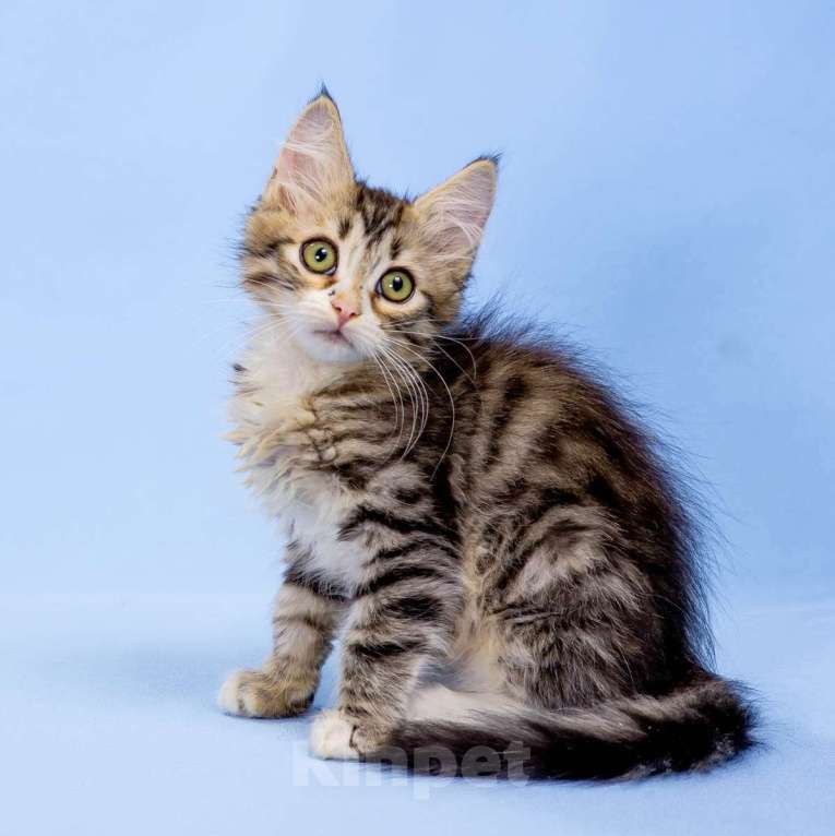 Кошки в Москве: Сибирский котенок Мальчик, 45 000 руб. - фото 2