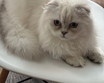 Кошки в Одинцово: Шотландские молодые кошки Девочка, 35 000 руб. - фото 1