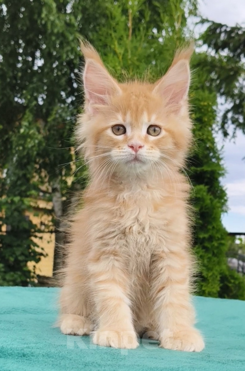 Кошки в Санкт-Петербурге: Котенок мейнкун Мальчик, 55 000 руб. - фото 1