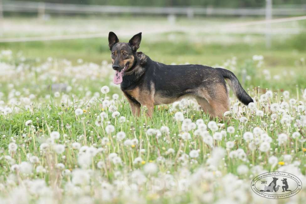 Собаки в Москве: Лютта Девочка, Бесплатно - фото 6