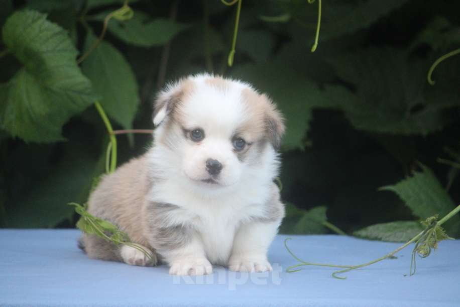 Собаки в других городах Московской области: Гуль-Дара Жемчуг Мальчик, Бесплатно - фото 2