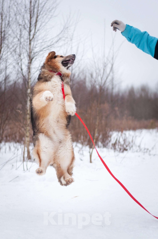 Собаки в Балашихе: Пушистая красотка Паппи в поиске дома Девочка, Бесплатно - фото 6