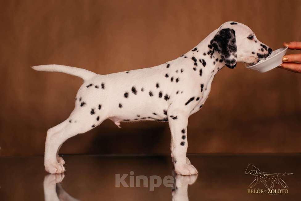 Собаки в Москве: Щенки ДАЛМАТИНА 3,5 месяца Девочка, 100 000 руб. - фото 10