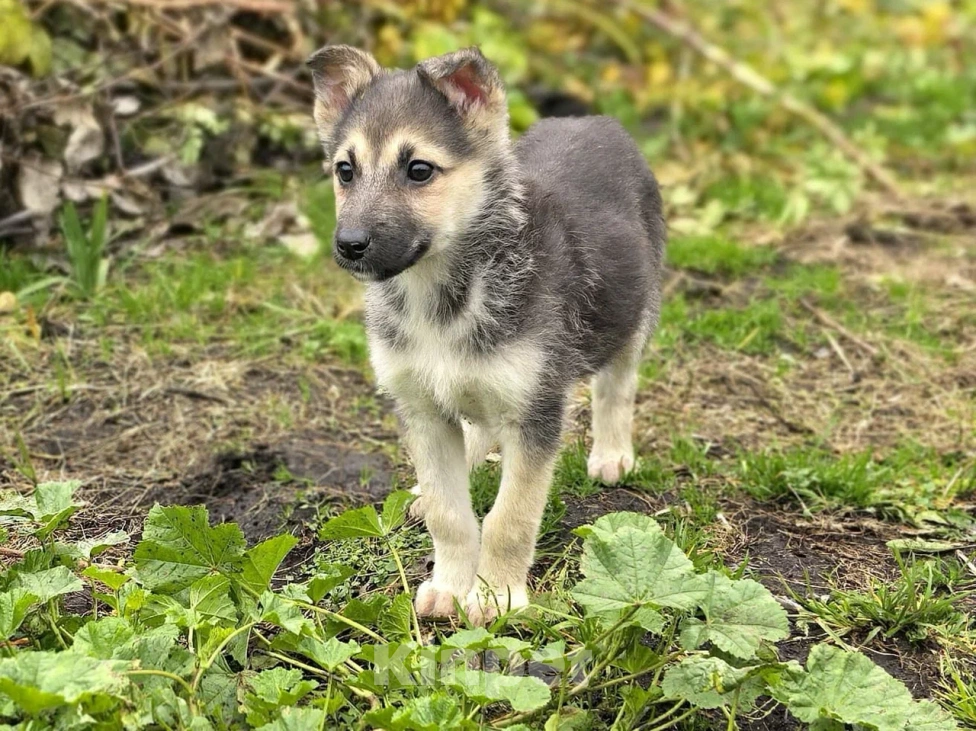 Собаки в Лосином-Петровском: Селин из ппбж Якутска Девочка, Бесплатно - фото 6
