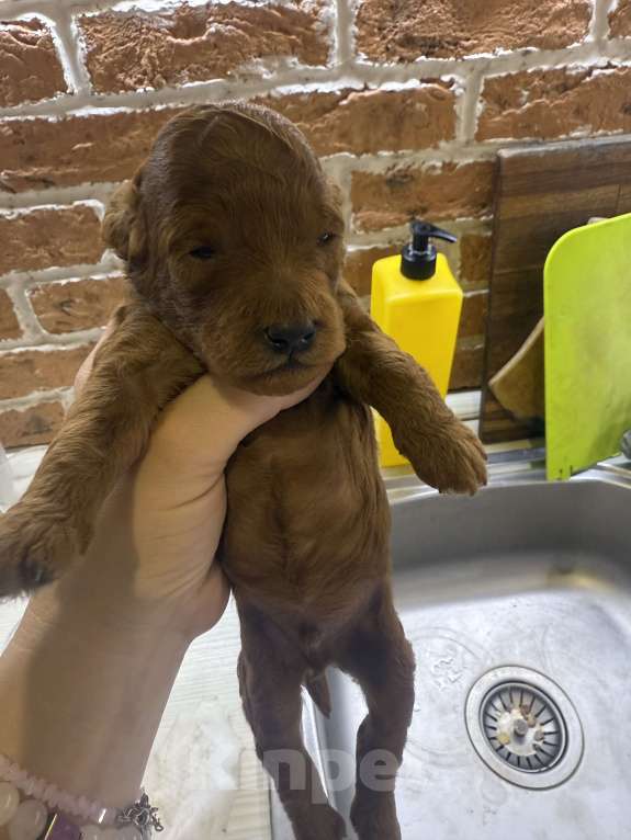 Собаки в других городах Тульской области:  Прекрасные Мальчики той - пудели  рыжего цвета  Мальчик, 50 000 руб. - фото 6