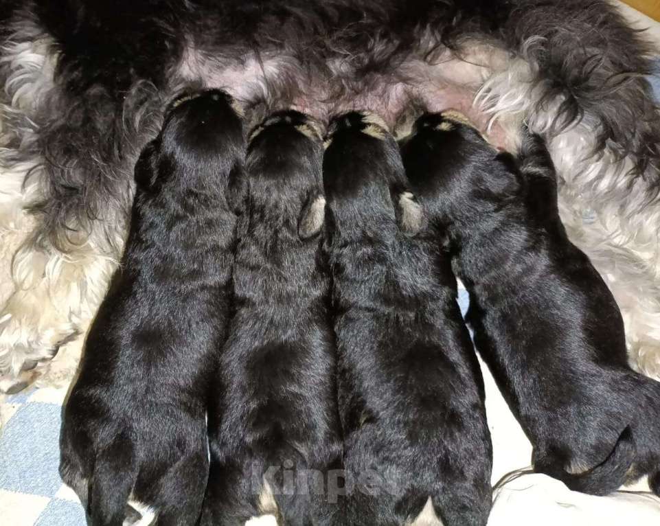 Собаки в Краснодаре: щенок цвергшнауцера Девочка, 60 000 руб. - фото 3