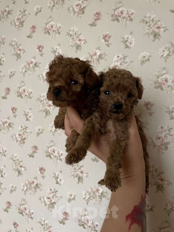 Собаки в Ижевске: Тедди мальчик  Мальчик, 85 000 руб. - фото 3