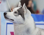 Собаки в Санкт-Петербурге: Кобель хаски для вязки Мальчик, 5 000 руб. - фото 2