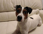 Собаки в Долгопрудном: Джек рассел терьер для вязки, Бесплатно - фото 3