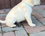 Собаки в Саратове: Продаю щенков лабрадора Девочка, 40 000 руб. - фото 5