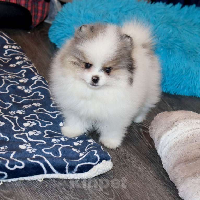 Собаки в Москве: Экcклюзивный красавчик шпица Мальчик, Бесплатно - фото 7