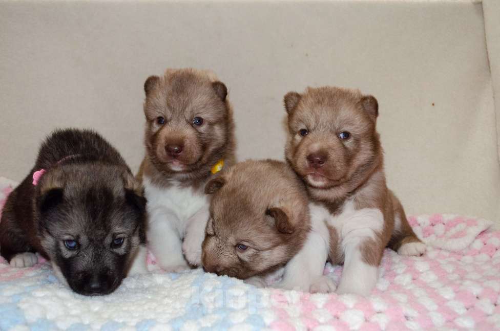 Собаки в Екатеринбурге: Девочки хаски РКФ Девочка, 45 000 руб. - фото 10