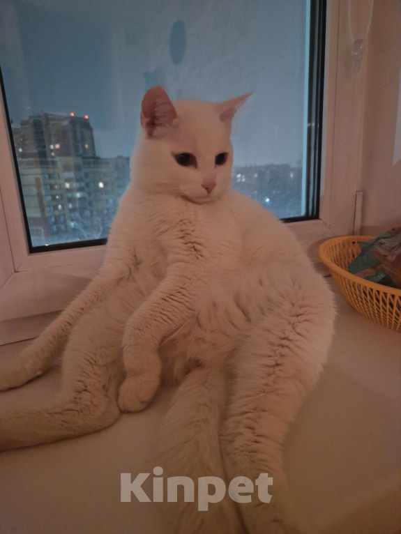 Кошки в Новосибирске: Отдам кота в добрые руки Мальчик, Бесплатно - фото 2