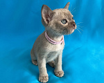 Кошки в Казани: Бурманские котята Девочка, 45 000 руб. - фото 3