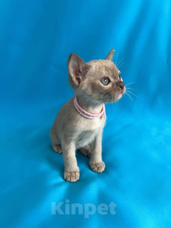 Кошки в Казани: Бурманские котята Девочка, 45 000 руб. - фото 3