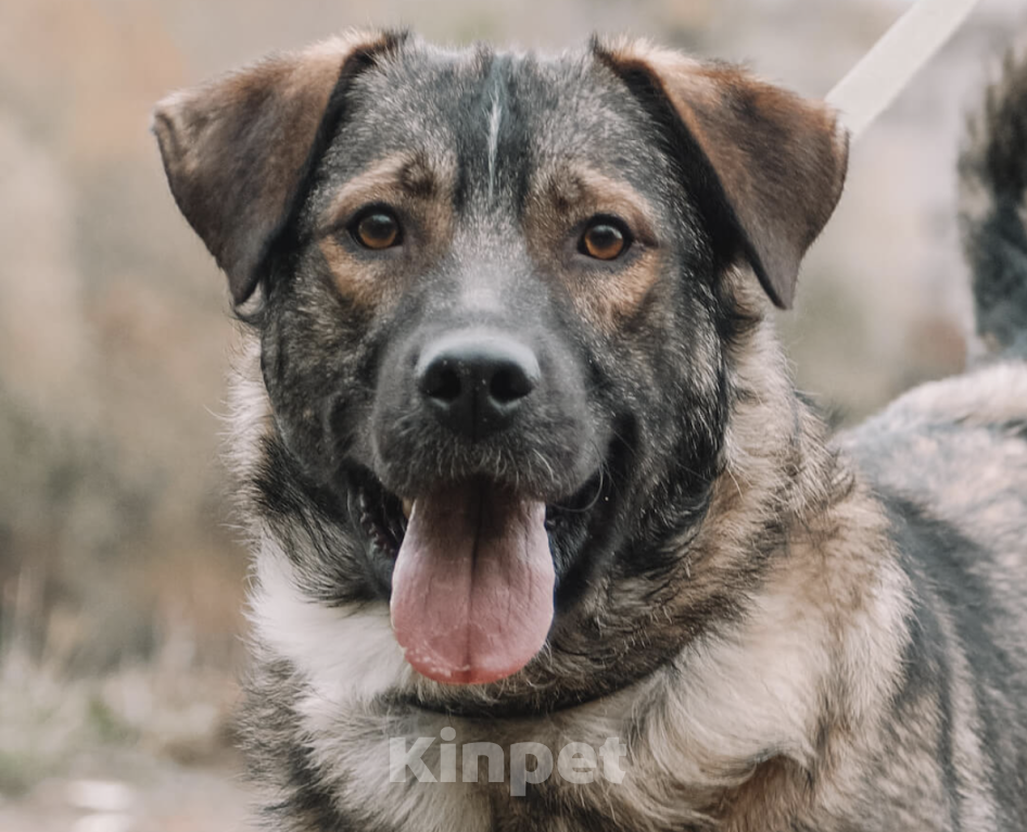 Собаки в Москве: Жизнерадостный Портос Мальчик, Бесплатно - фото 2