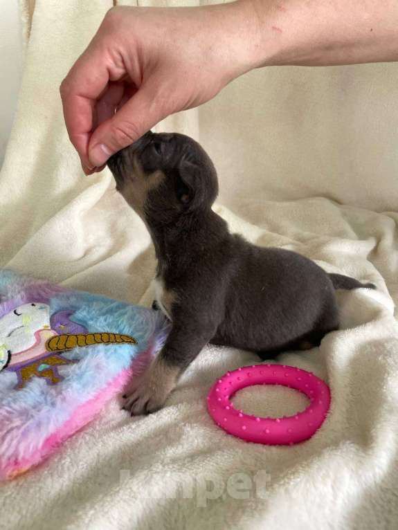 Собаки в Санкт-Петербурге: Щенок Американского булли sm_bulli Marylin Девочка, 150 000 руб. - фото 3