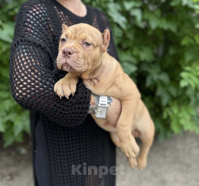 Собаки в Воронеже: Девочка  Девочка, 70 000 руб. - фото 3