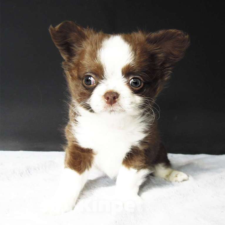 Собаки в Зеленограде: Чихуахуа шоколадный мальчишка Мальчик, 40 000 руб. - фото 1