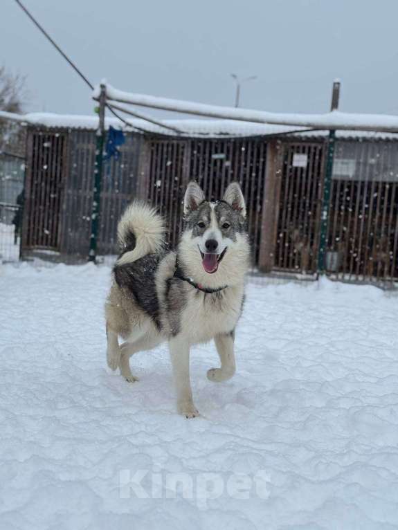 Собаки в Москве: Венди из приюта ищет дом Девочка, Бесплатно - фото 2