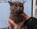 Кошки в Москве: Ищет дом чудесная кошка Пуша Девочка, Бесплатно - фото 1
