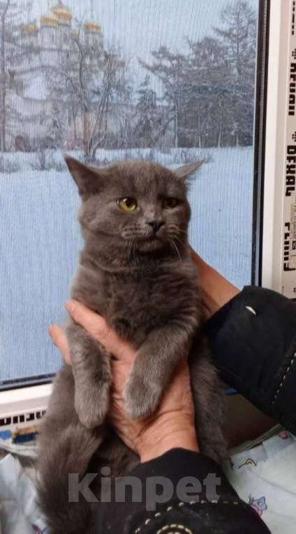 Кошки в Москве: Ищет дом чудесная кошка Пуша Девочка, Бесплатно - фото 1