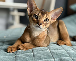Кошки в Краснодаре: Абиссинский котенок дикого окраса Девочка, 75 000 руб. - фото 3