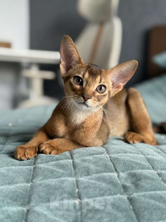 Кошки в Краснодаре: Абиссинский котенок дикого окраса Девочка, 75 000 руб. - фото 3