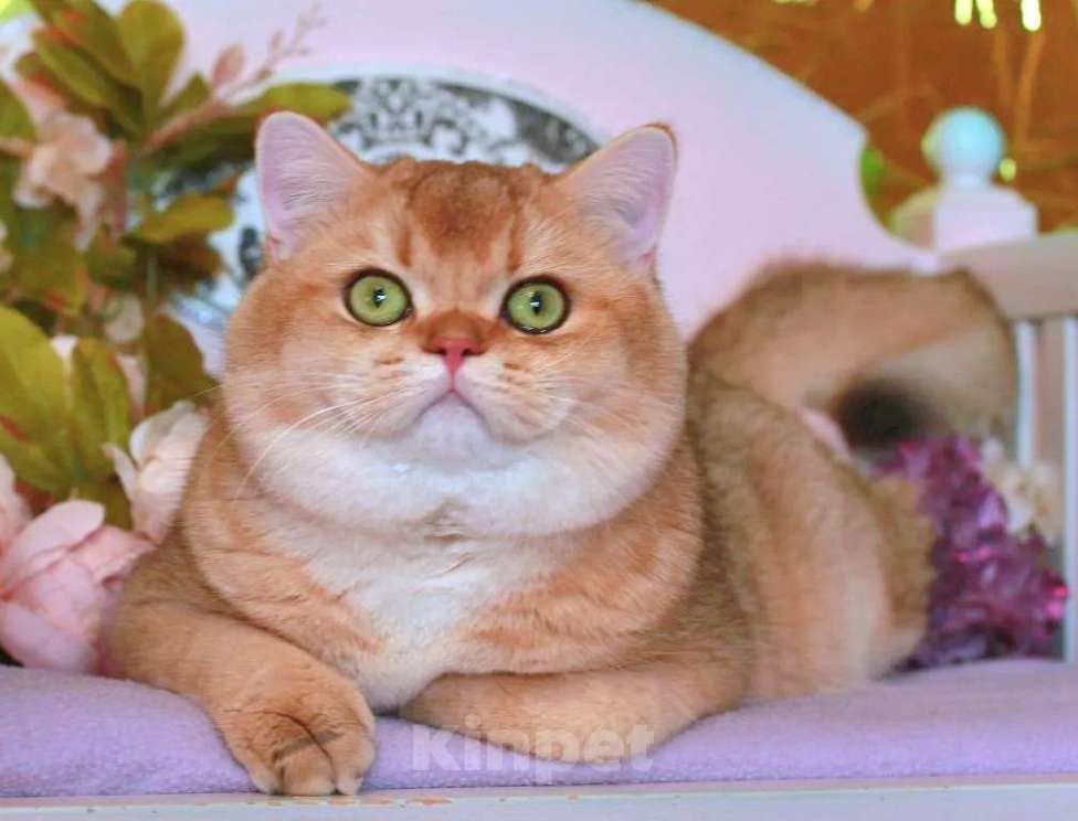 Кошки в Москве: Шотландская прямоухий котик Мальчик, 25 000 руб. - фото 1