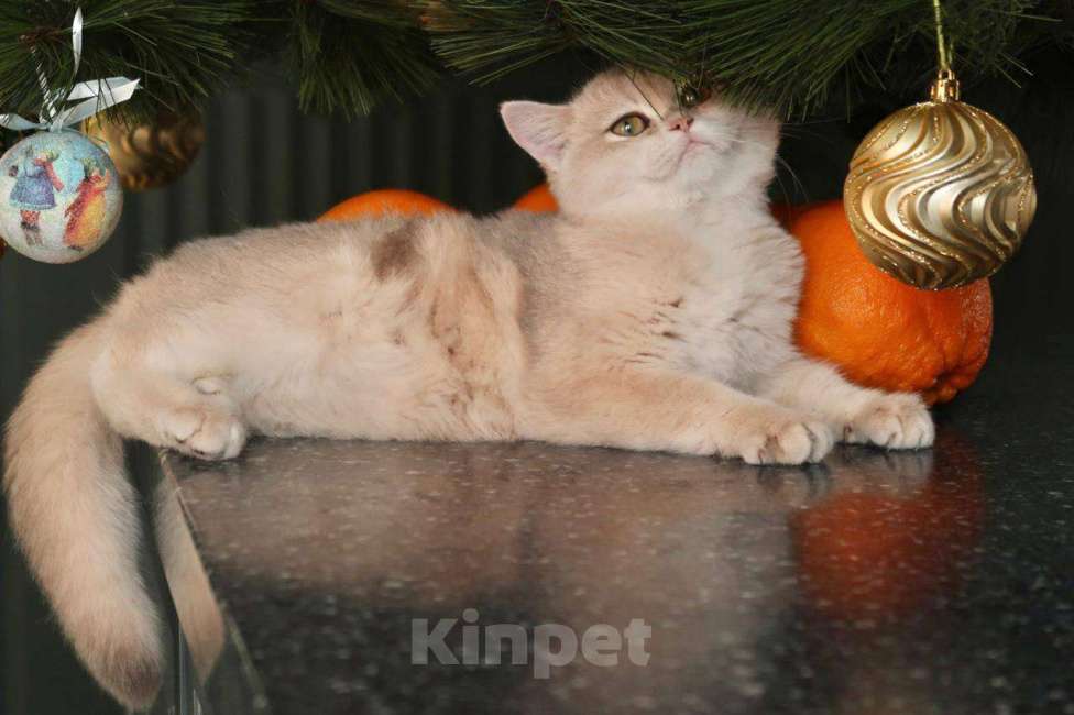 Кошки в Москве: Британский котенок Мэйлин Девочка, 50 000 руб. - фото 2