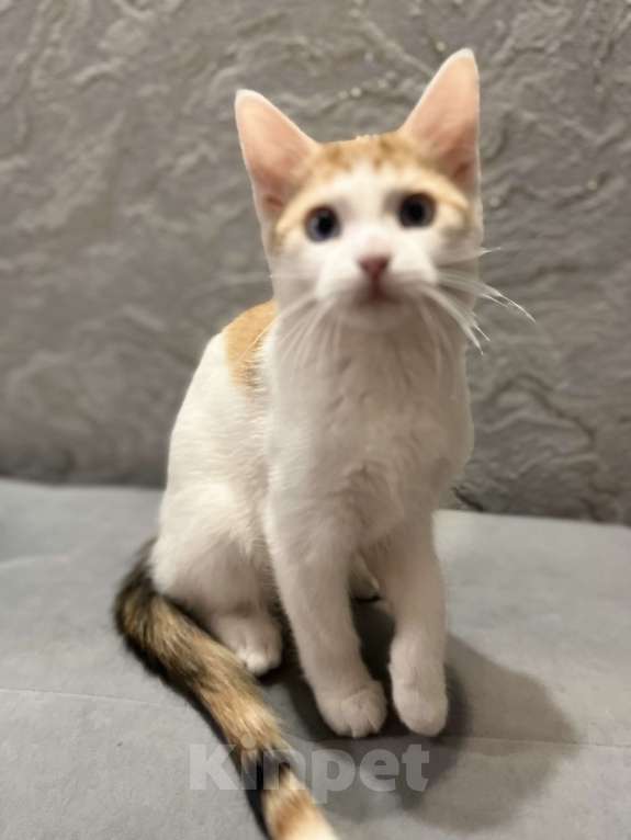 Кошки в Ростове-на-Дону: Манчкин Стандарт  Девочка, 1 000 руб. - фото 2