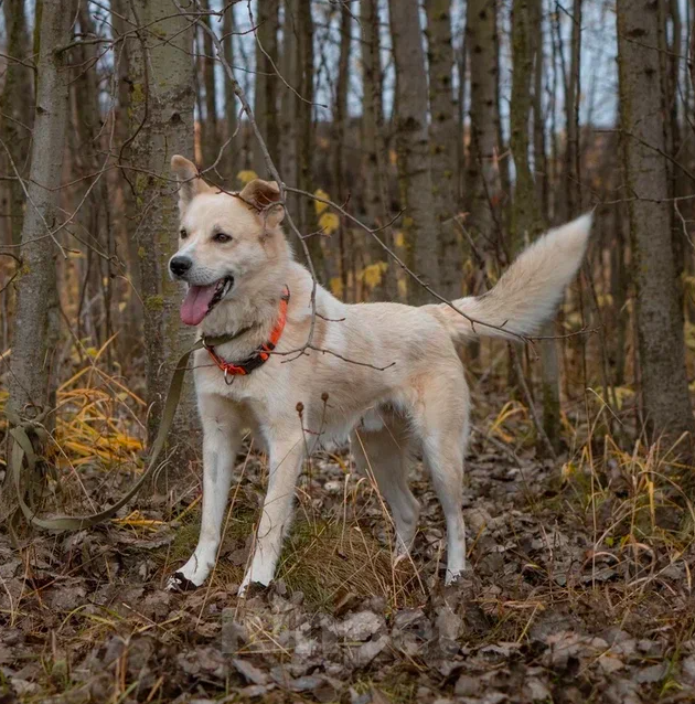 Собаки в Москве: Чип Мальчик, Бесплатно - фото 3