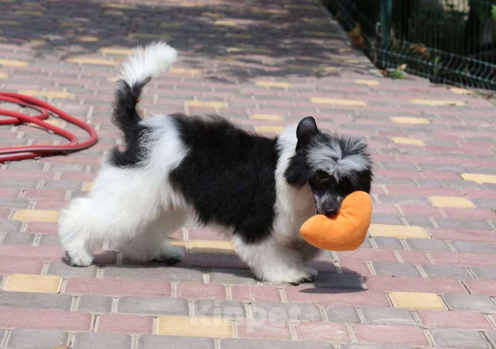 Собаки в Феодосии: Пуховый мальчик китайской хохлатой собачки Мальчик, Бесплатно - фото 4