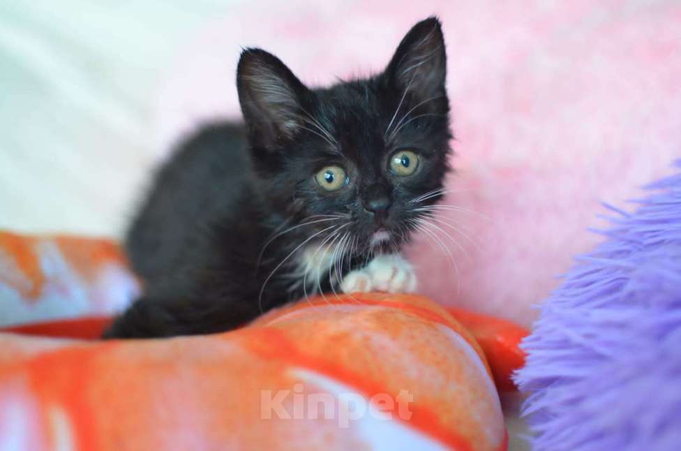 Кошки в Москве: Крохотный Бася ищет семью Мальчик, Бесплатно - фото 3