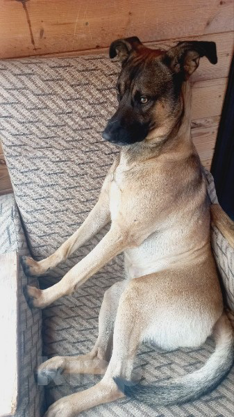 Собаки в Севастополе: ПОМОГИТЕ НАЙТИ  Мальчик, 5 000 руб. - фото 2