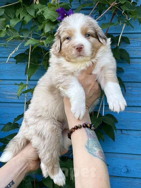 Собаки в Санкт-Петербурге: Щенки Аусси (Австралийская овчарка) Мальчик, Бесплатно - фото 3