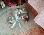 Кошки в Альметьевске: Пушистики Девочка, Бесплатно - фото 3