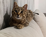 Кошки в Брянске: Котята в добрые и надежные ручки Разнополые, Бесплатно - фото 10