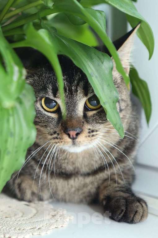 Кошки в Санкт-Петербурге: Зайка Девочка, 500 руб. - фото 1