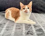 Кошки в Москве: Рыжий котенок в добрые руки Мальчик, Бесплатно - фото 3