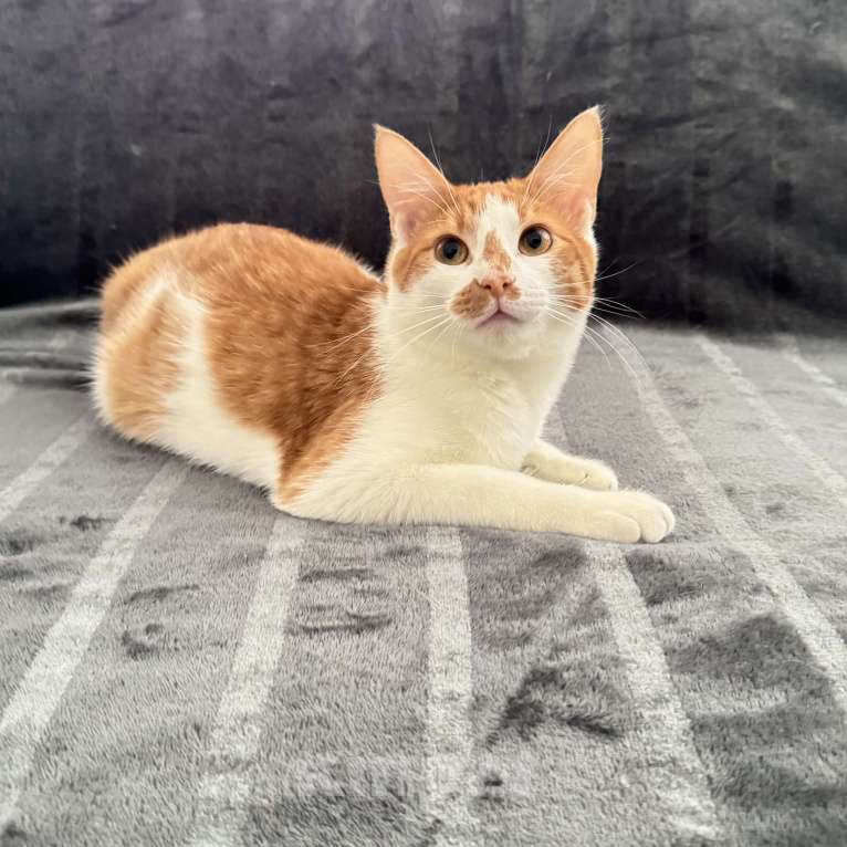 Кошки в Москве: Рыжий котенок в добрые руки Мальчик, Бесплатно - фото 3