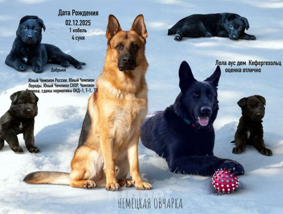 Собаки в Великом Новгороде: Щенки (Немецкая овчарка) Девочка, 40 000 руб. - фото 7