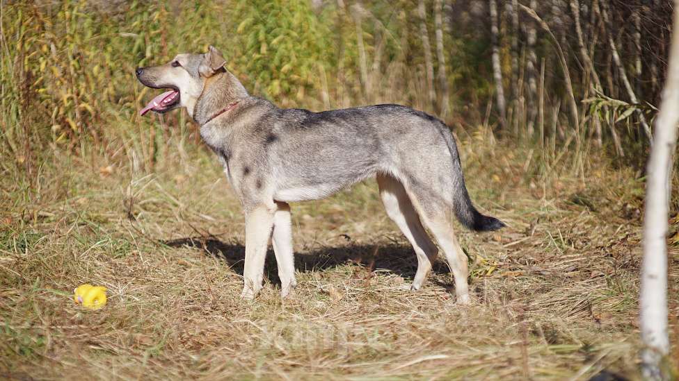 Собаки в Ногинске: Мэй - забавная собачка совсем юного возраста ждет свою семью в приюте! Девочка, Бесплатно - фото 10