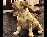 Собаки в Санкт-Петербурге: Американские булли Продажа щенков Мальчик, 80 000 руб. - фото 2
